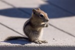 Chipmunk im Yellowstone