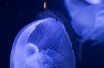 San Francisco - Aquarium of the Bay